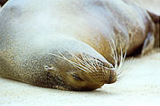 Picture 'Eq1_28_15 Galapagos Sea Lion, Galapagos, Santa Fe'